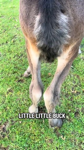 3.7K views · 19 reactions | Replying to @rosiesim92 well this is what I thought… until I started to doubt myself! I was firmly i | Ellathwaiteconnies | Facebook