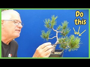 A Beginners Guide to Pine Bonsai | Mugo & The #1 Pine Mistake