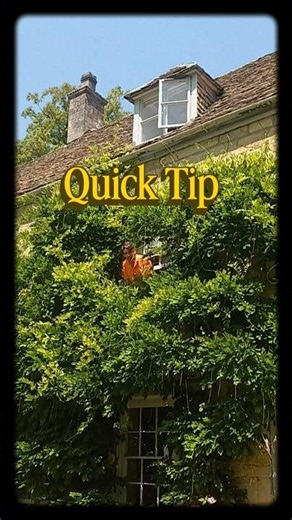 How to summer prune wisteria. #wisteria #summerpruning