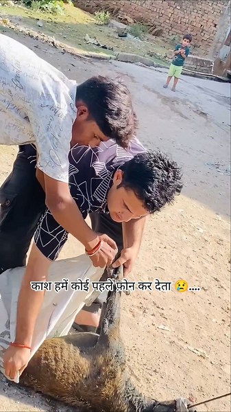 3 दिन से नाले में तङप रहा था ये मासूम बेजुवान। #insaniyatsamiti #rescueefforts #rip #saveanimal