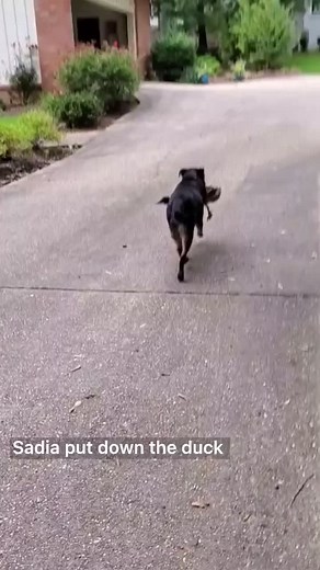 Sadia is a good boy 👍🤣#followme #cute #funny #PerfectAsWeAre #dogsoftiktok #funnyanimals @sarahpmwillis201