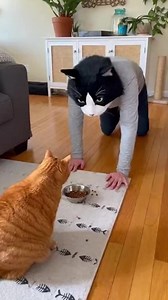 POV: You try to prank your cat but he actually has hands. I think he won this round... | Follow for more such videos | Bloop Bleep