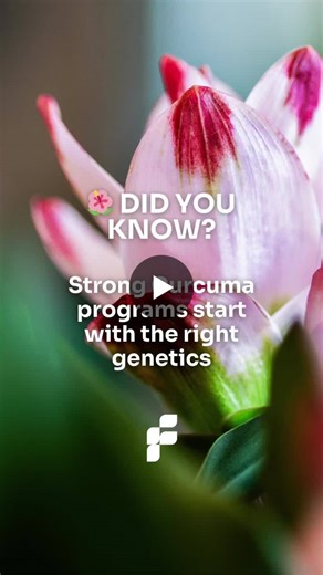 Foremost Partners with KP Holland for Premium Curcuma Siam Genetics | Foremost posted on the topic | LinkedIn