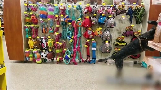 Australian Cattle Dog Shows off Amazing Tricks and Talents
