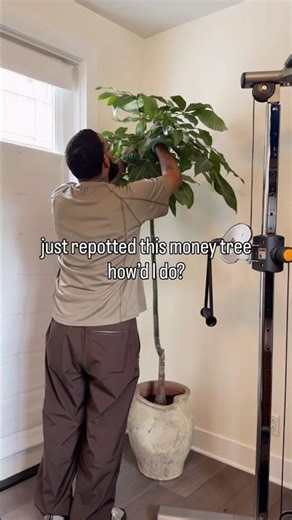money tree plant care + repot #plants #houseplants