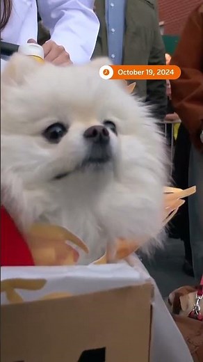 Dogs in New York dress up for annual Halloween parade