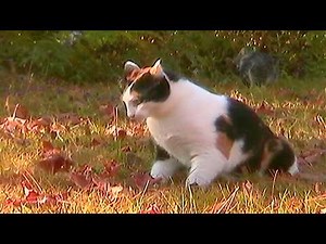 I wish this could last forever