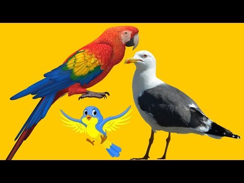 Birds Video | Kurullo | The Birds Song | කුරුල්ලෝ සිංදුව | Sinhala Kids Nursery Rhyme #Birds #Bird