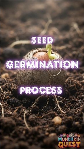 Watch a Tiny Seed Turn into a Plant! #seedgermination #seedtoplant #processvideo