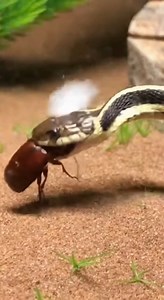 The Bombardier Beetle deploys its specialized defense during Garter Snake ingestion, resulting in intense distension. #GarterSnake #BombardierBeetle #BiologicalTwist #SpecializedDefense #RapidInflation ⚙️ AI-generated dramatization — No real insects or creatures are involved in these visuals. | Wooflyn