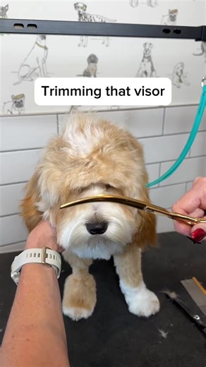 Step-by-Step Guide to Teddy Bear Dog Grooming