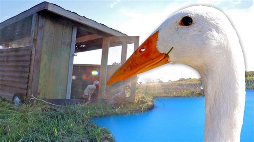 How we made ducks stay on our pond