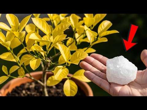 Stop Yellow Leaves! This Secret Lemon Hack Works Better Than Expensive Fertilizers