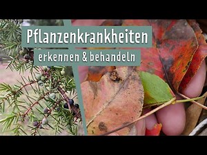 Pear rust, aphids, and more: Plant diseases in May | MDR Garden