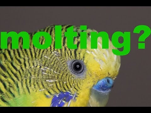 What is molting? What are pin feathers? Bird facts!