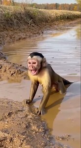 Man Heroically Rescues Capuchin Monkey from Deep Muddy Pond