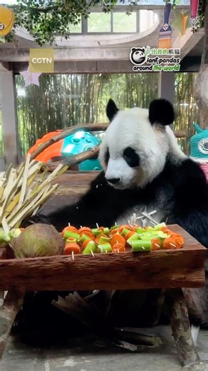 Giant pandas know how to eat skewers. Gong Gong is a 10-year-old male panda residing at the Hainan Tropical Wildlife Park and Botanical Garden. He has been living on the tropical island of Hainan for four years. Under the loving care of the zookeepers, he has gotten used to life in Hainan and is skilled at picking up the skewers as a way to enrich his enjoyment of eating. #GoldenPandaAwards | CGTN