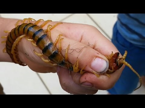 Holding 17CM GIANT VENOMOUS CENTIPEDE... BAREHANDED! Australia's Largest Centipede
