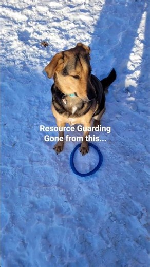 Getting Control of Lucy's Resource Guarding