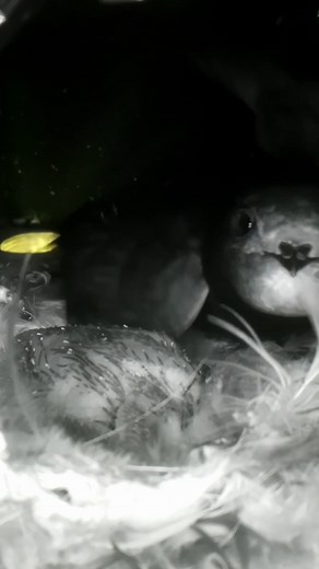 This Swift is so caring towards its chick 🐤🤗 #wildlife #birdwatching #nature #birdhouse #birds | Nest Box Live