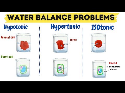 Hypertonic Hypotonic and Isotonic Solutions