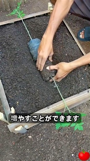 初心者でも成功するトマト多収穫のコツ