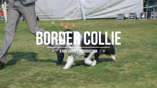 The fascinating world of border collies