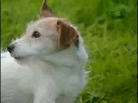 Breed All About It - Jack Russell Terrier