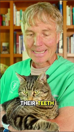 Why Chicken Gizzards Make More Sense for Cat Teeth Than You’d Think