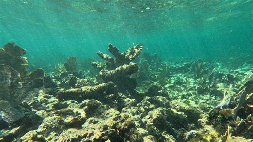 As Seas Rise, Corals Can't Keep Up - Eos