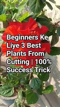 Beginners Ke Liye 3 Best Plants From Cutting 🌿 | 100% Success Trick #plants #gardening