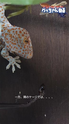 While feeding a tokkay... #ThailandTokkay #TokkayGecko #Gekko #gecko #beardeddragon #Pogona #vitt...