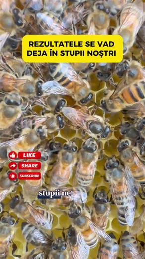 Peter Stöfen's daughter in the Danube Delta #buckfast 👑🐝🔥 #buckfast #apiculture #albine #beekeeping