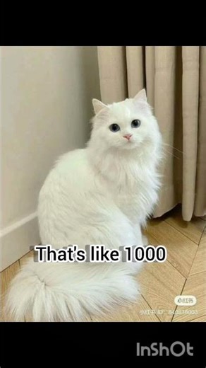 Why don't students take over the school ? #cat #kitten #catcouplegoals #kittencuddles #classycats