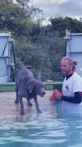 Silver Labrador Winter slow motion dives! 🐾💦💕🇬🇧 | Canine Dip and Dive Maldon