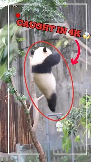 Caught in 4K: Panda Fails Compilation. #panda #funny #shorts