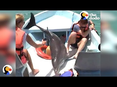 Dolphin JUMPS ON BOAT | The Dodo