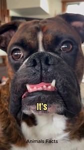 Boxer Life: Chaos, Cuddles & Drool 🐶😂 #boxer #boxerdog | Animals Facts