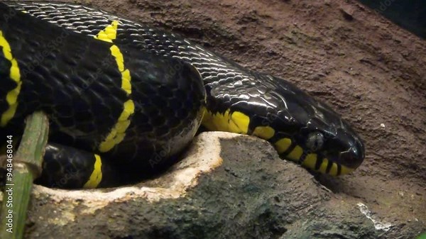 Mangrove snake (Boiga dendrophila) close-up