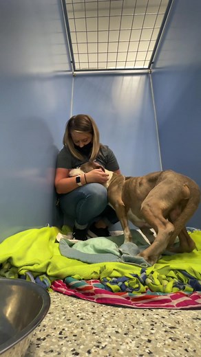 Help me cheer on Mugsy in the comments. @kcpetproject #animalshelter #vetclinic #shelterlife #shelterworker #shelterdog #shelterpetsoftiktok #fyp