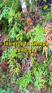 Hijita, hijito mío, quiero hablarte de tal manera que sientas mi amor eterno y lindo envolviendo tu corazón. Cada palabra que te digo está llena de ternura, de cuidado profundo, y deseo que entiendas que mi amor por ti no cambia, no se debilita. Estoy siempre contigo, cubriéndote con mi gracia y mostrándote un cariño sincero que sana tus heridas y trae paz a tu alma. | Dios Es Bueno