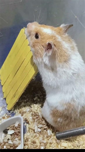 👶 “So Many Baby Hamsters! I’m Crying 😭🐹”