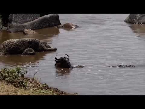 This wildebeest had given up until a bigger crocodile appeared