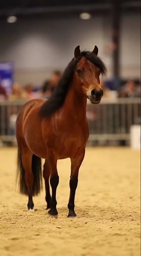 Miniature Horse Show Ring Performance 🐴🏆 | Realistic 4K Indoor Exhibition