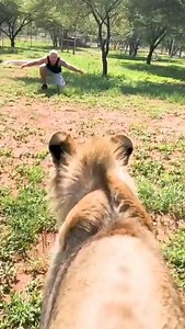 294K views · 13K reactions | Lions have shown their love #PetParents #AnimalAffection #AnimalsAreFamily | Popular News | Facebook