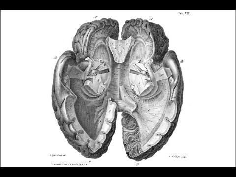 The Neuroscience of Memory