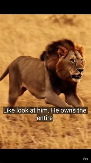 Don't Let the Size Fool You! 🦁 Lion’s Explosive Speed
