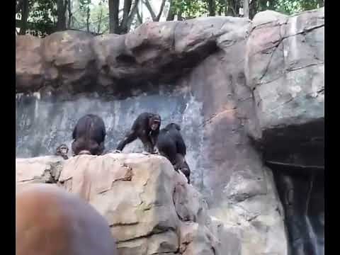 Chimpanzee mother beats her kid for throwing rocks at people
