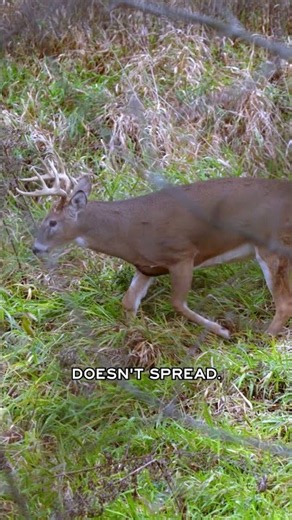 Deer baiting is controversial