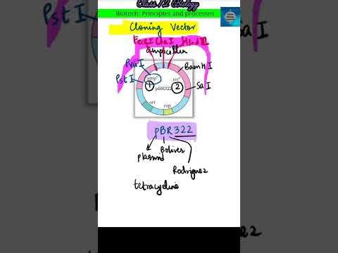 pBR322 I Cloning vector I What is pBR322 I Marker gene I Antibiotic resistant gene I ori I rop